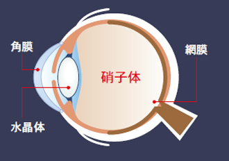 硝子体とは？